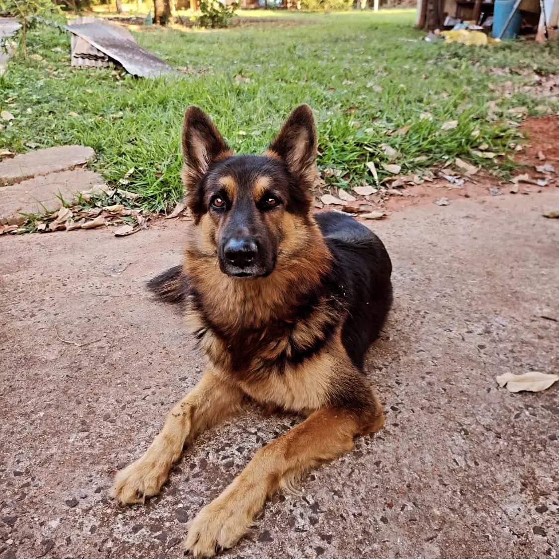 Cão se hospedando